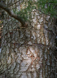 Deodar Cedar