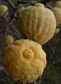 Three-leaved Orange