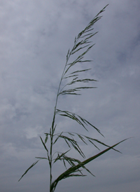Blue-joint Reed-grass