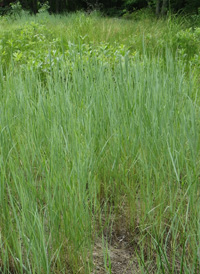 Blue-joint Reed-grass