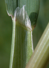 Nuttall's Reed-grass