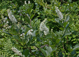 Common Sweet Pepperbush