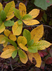 Common Sweet Pepperbush