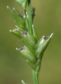 Slender Spike-grass