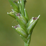 Slender Spike-grass