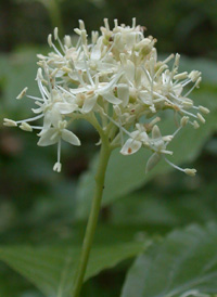 Alternate-leaved Dogwood