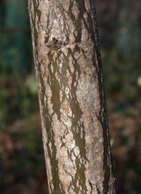 Alternate-leaved Dogwood