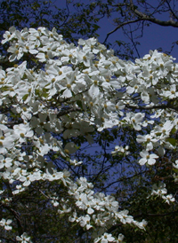 Flowering Dogwood