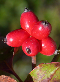 Flowering Dogwood