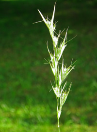 Silky Oat-grass