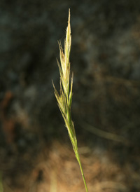 Silky Oat-grass