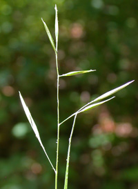 Spiked Oat-grass