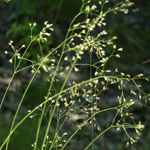Wavy Hair-grass