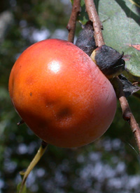 Common Persimmon