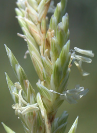 Marsh Spike-grass