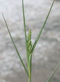 Marsh Spike-grass