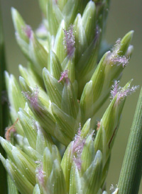 Marsh Spike-grass