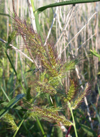 Saltmarsh Cockspur-grass