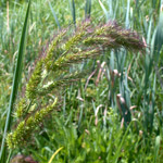 Saltmarsh Cockspur-grass