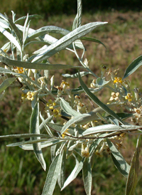 Russian-olive