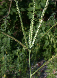 Indian Wire-grass