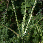 Indian Wire-grass
