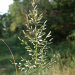 Strong-scented Love-grass