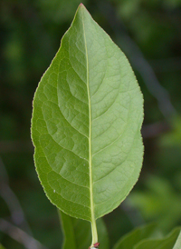 European Spindle