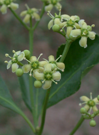 Japanese Spindle