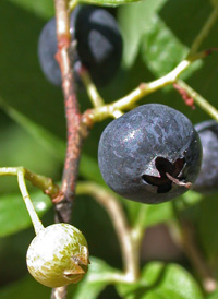 Black Huckleberry