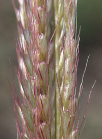 Broad-leaved Beard-grass