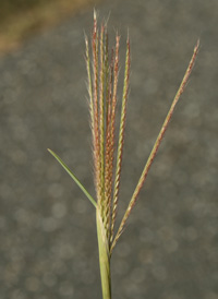 Broad-leaved Beard-grass