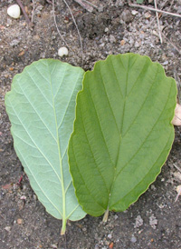 Intermediate Witch-hazel