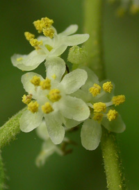 Common Winterberry