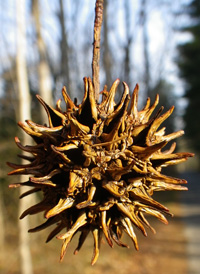 Sweetgum