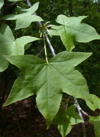 Sweetgum