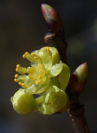 Northern Spicebush