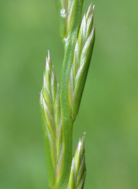 Perennial Rye-grass