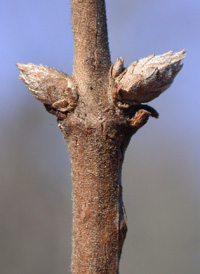 Amur Honeysuckle