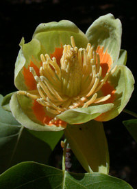 American Tulip Tree