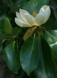 Sweetbay Magnolia