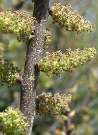 Northern Bayberry