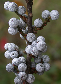 Northern Bayberry