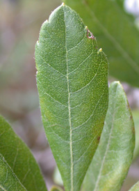 Northern Bayberry