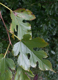 White Mulberry