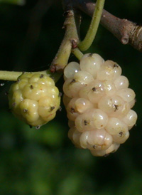 White Mulberry