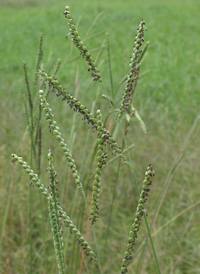 Field Finger-grass