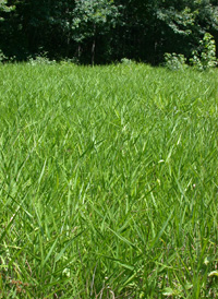 Maidencane Panic-grass