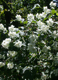 European Mock-orange