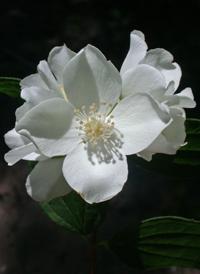 European Mock-orange